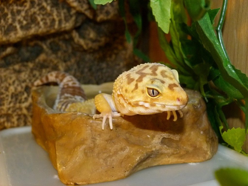 Gecko Léopard