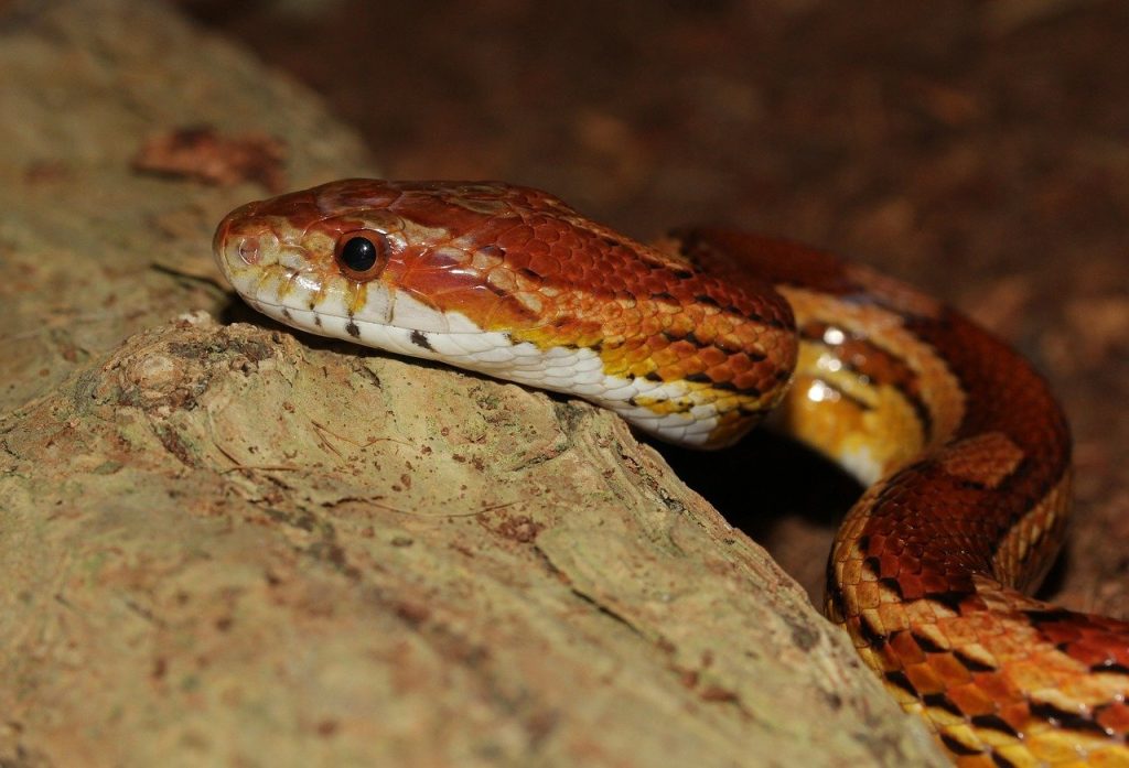 Pantherophis Guttatus