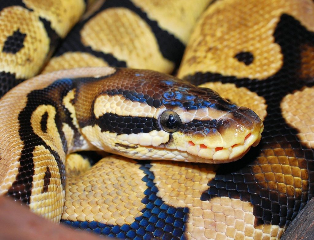 Le Python Regius
