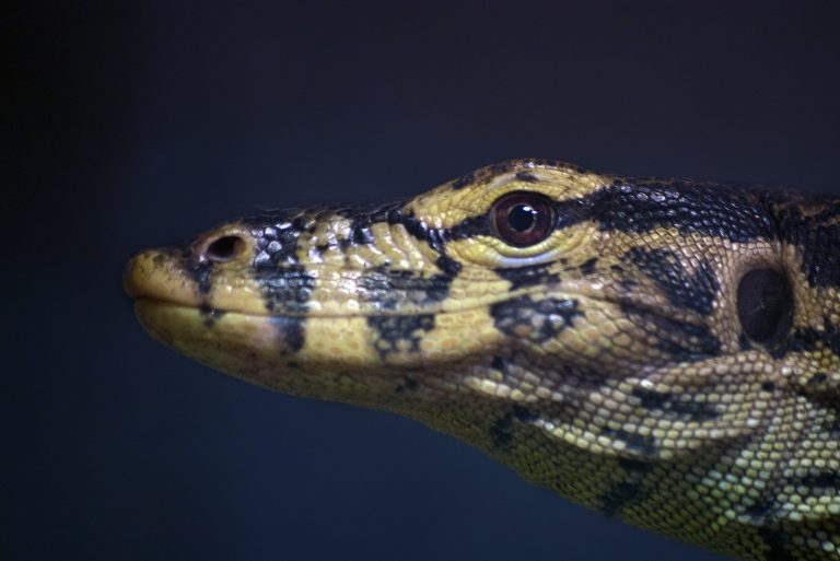 Varan malais Padiparc