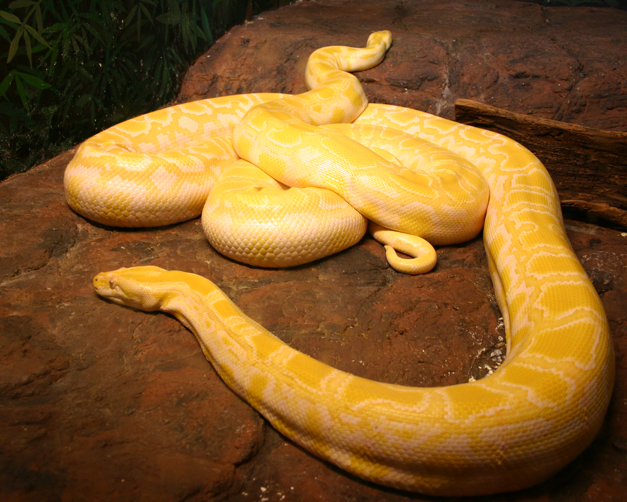 Python Regius Albinos