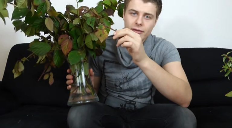 LE PHASME POUR LES DEBUTANTS - EUBLEPHARIS