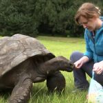 Cette tortue a atteint un âge incroyable!