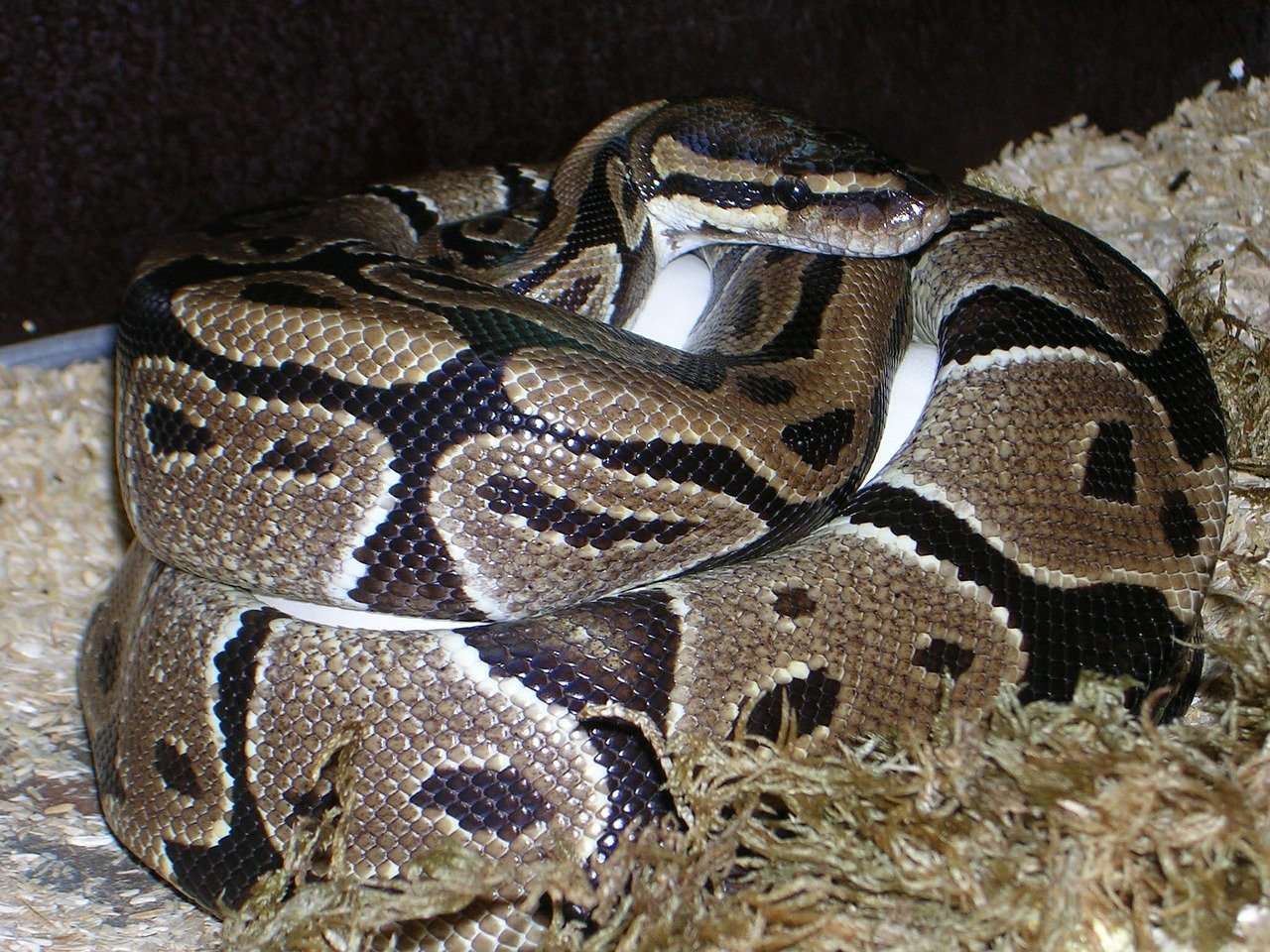 Python Regius 3