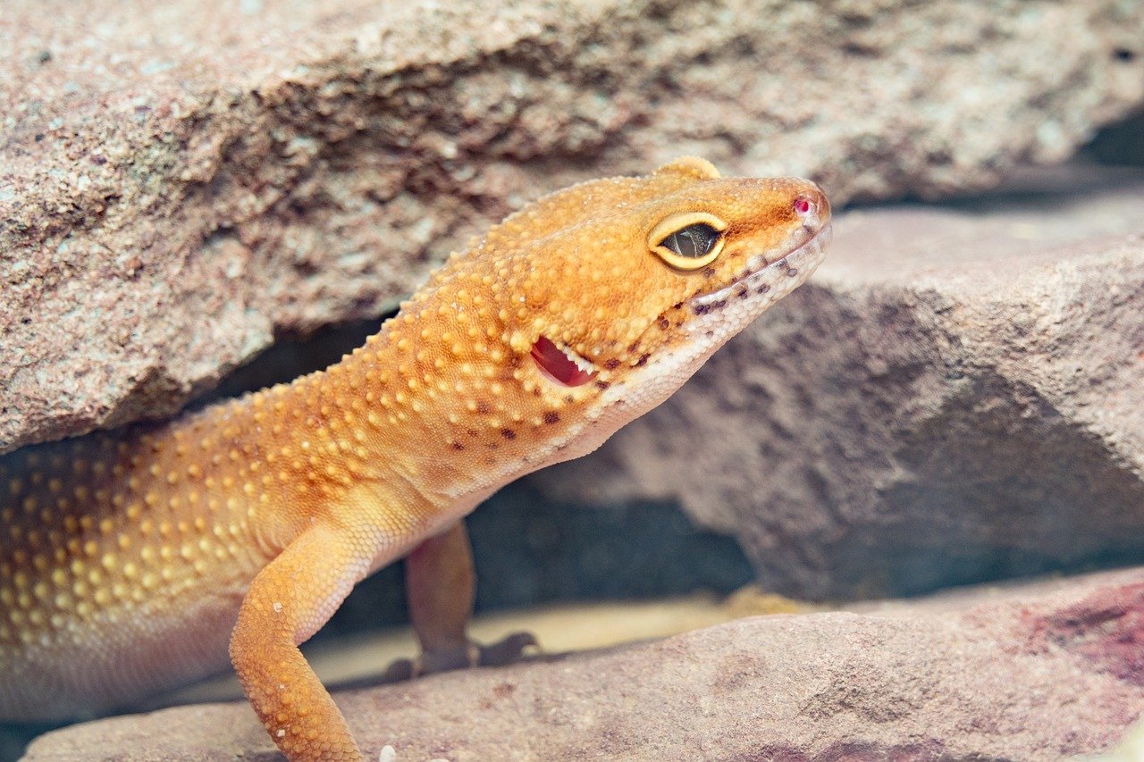 Gecko Léopard 3