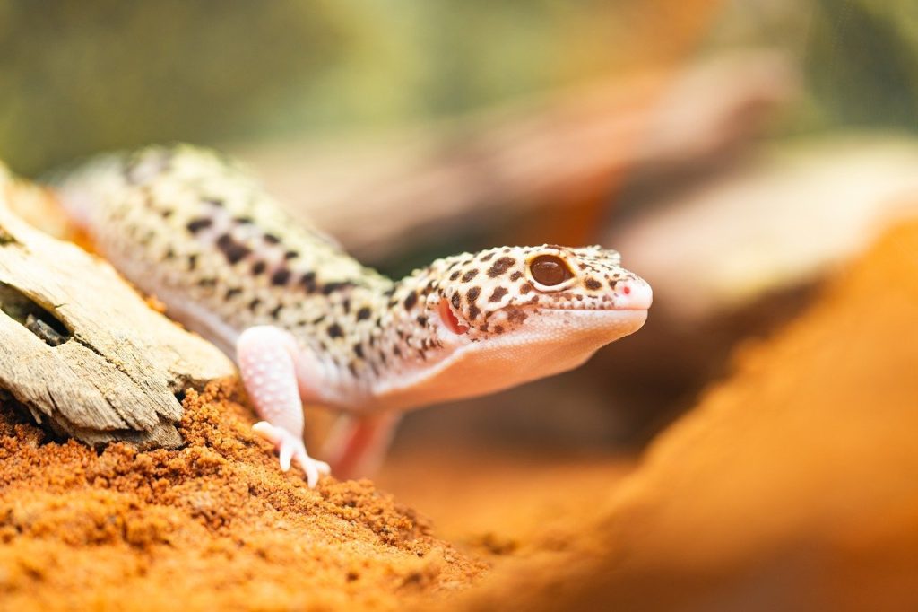 Gecko Léopard 1