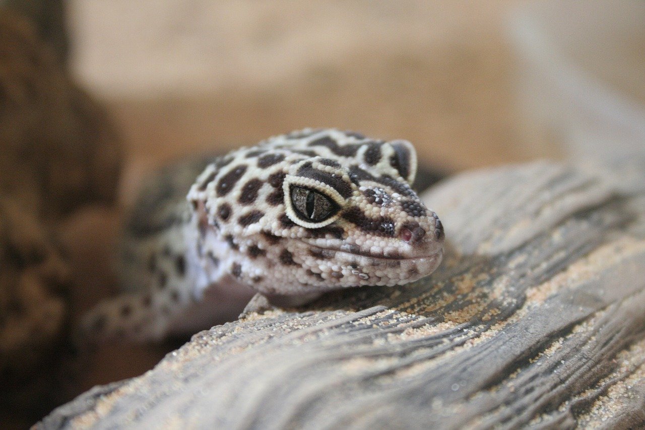 Gecko Léopard 2