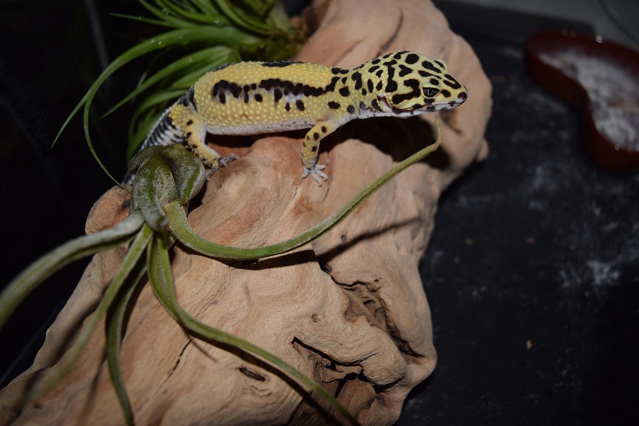 Gecko Léopard 4