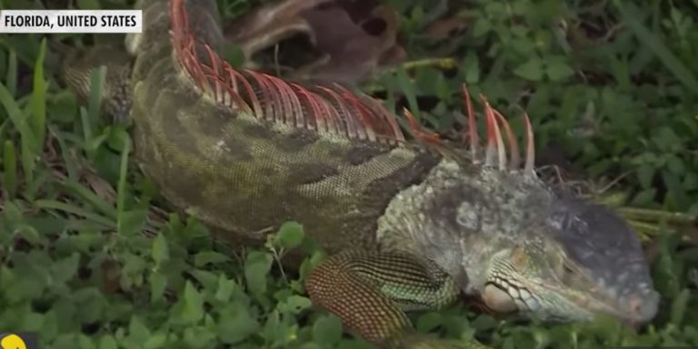 En Floride, des iguanes tombent du ciel à cause des températures hivernales.
