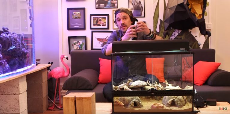 tuto Toopet sur le gecko leopard