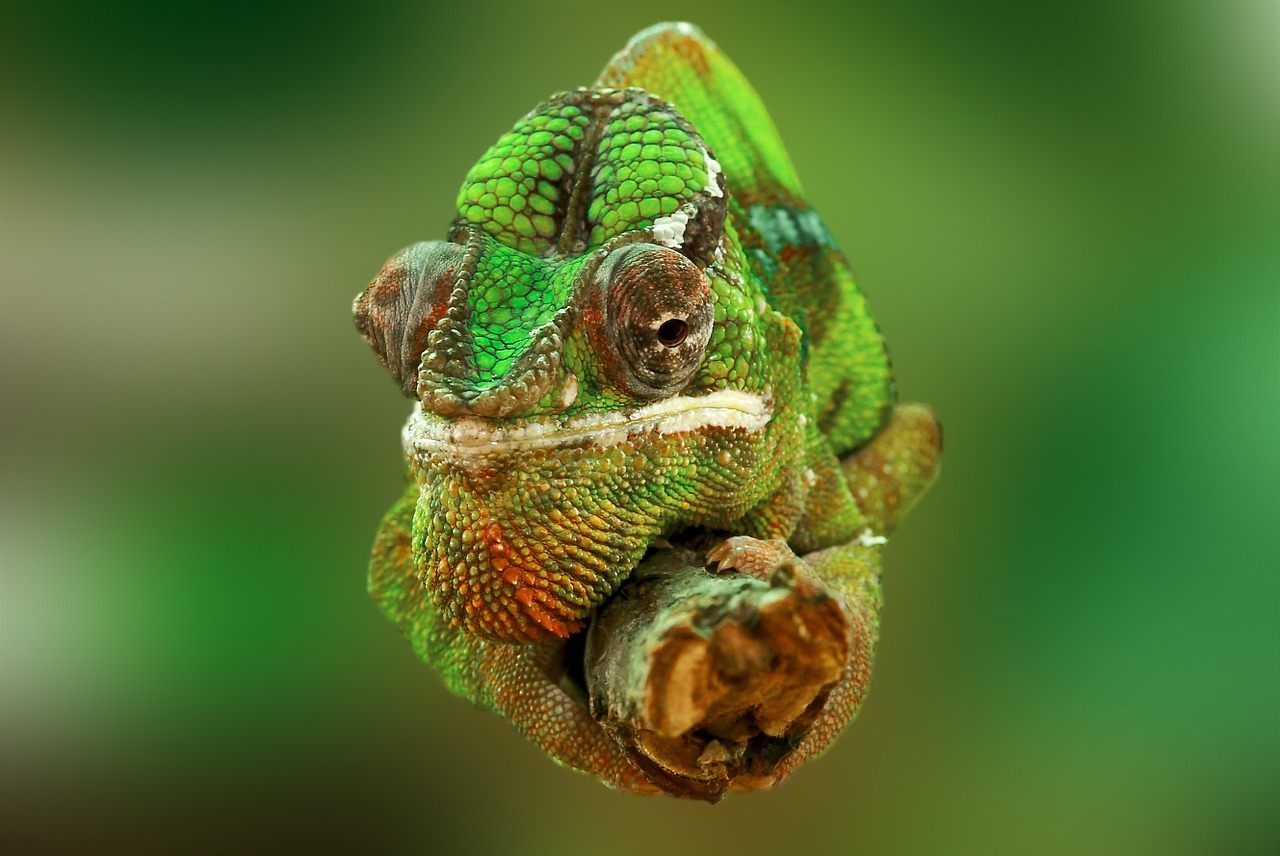 Chamaeleo calyptratus