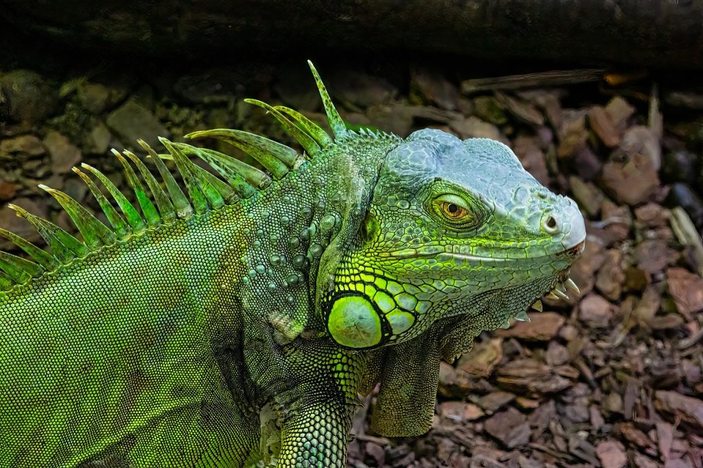 Iguane vert