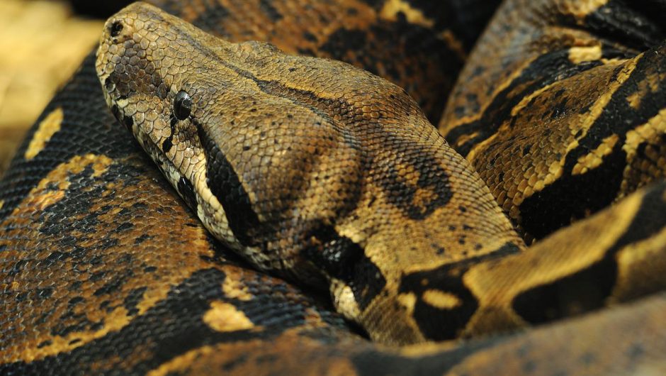 Un Boa constrictor a été vu dans un parc public de Marseille