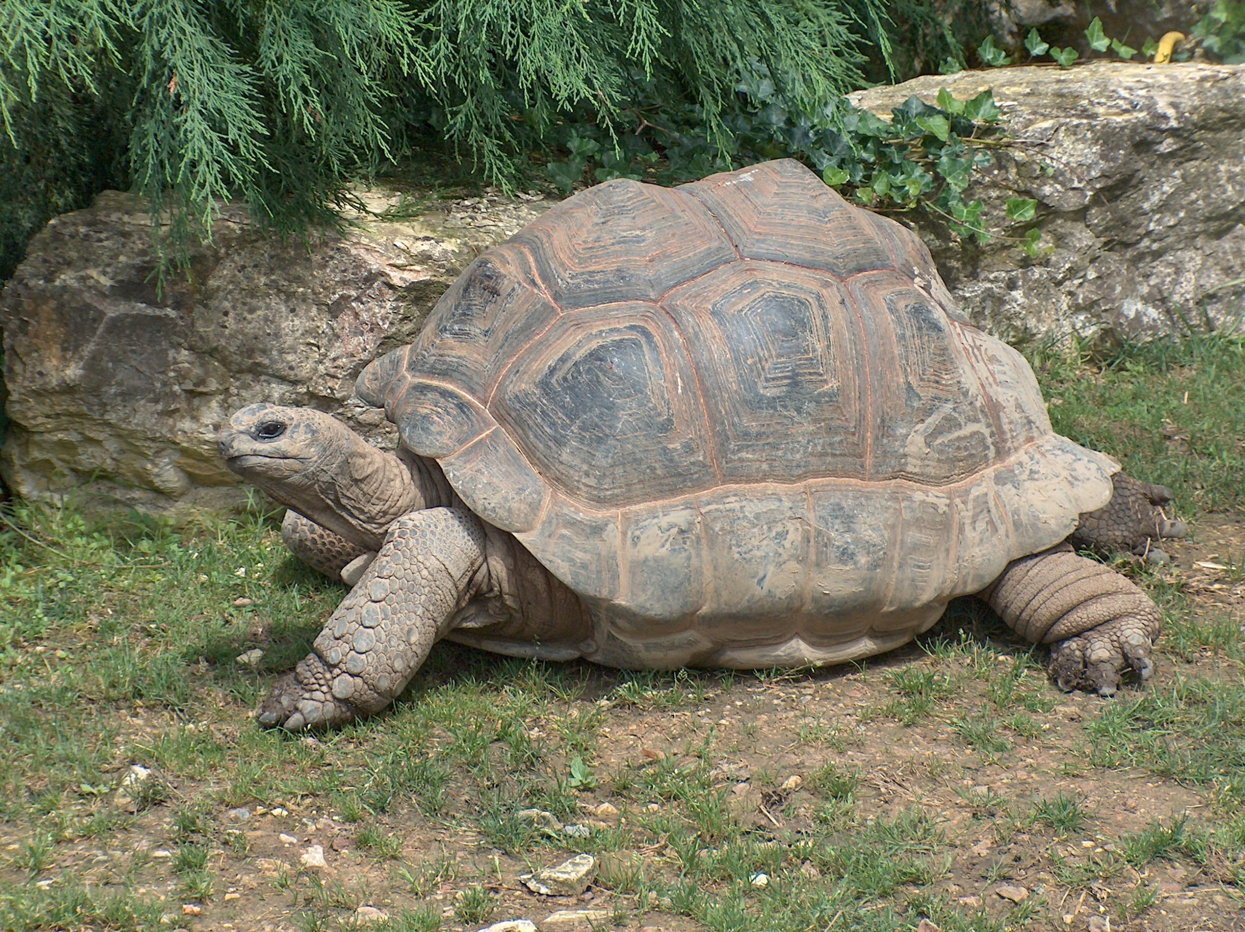 Aldabrachelys gigantea 037