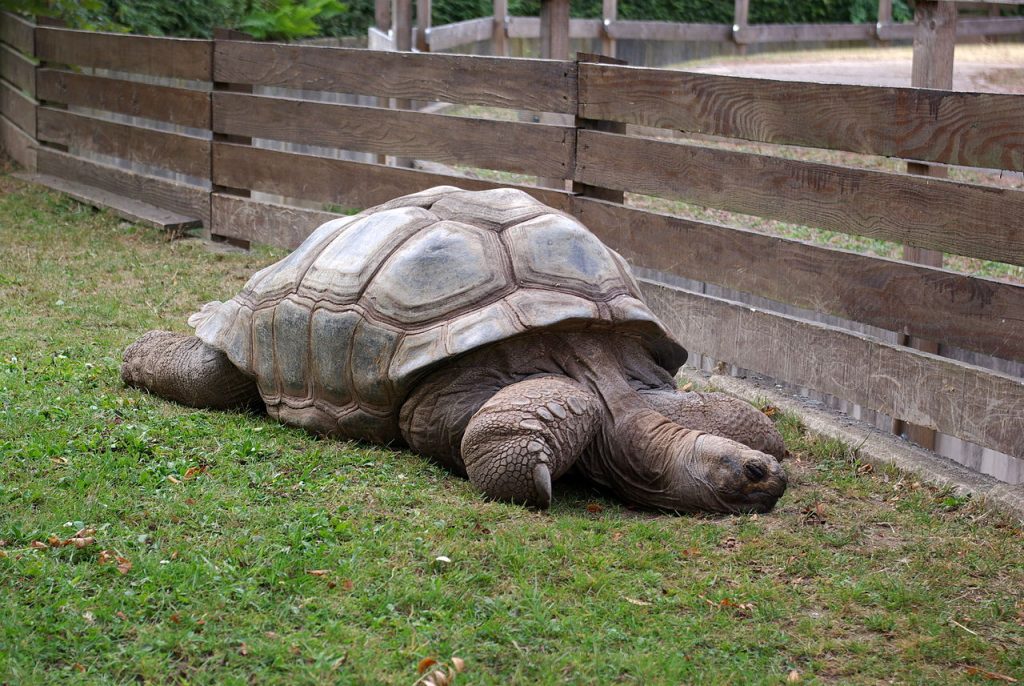 Aldabrachelys gigantea