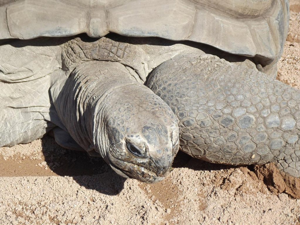 Aldabrachelys gigantea (tortue terrestre géante)