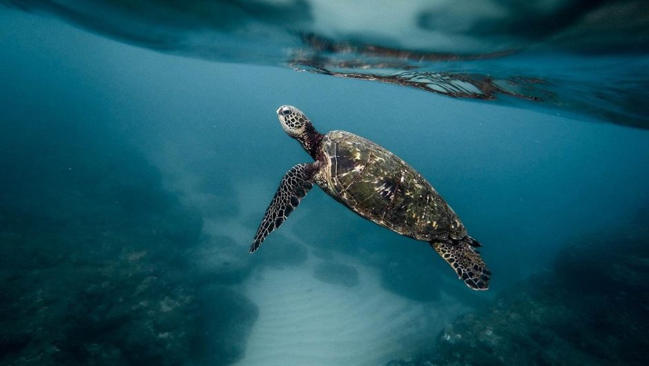 Une étude révèle que 21% des reptiles et 40% des amphibiens sont menacés d’extinction