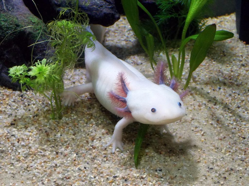 L'Axolotl.