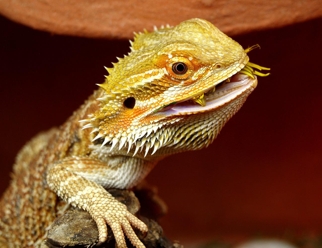 Alimentation Pogona
