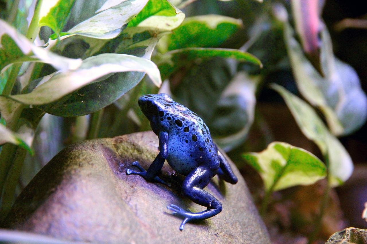 Dendrobates bleu