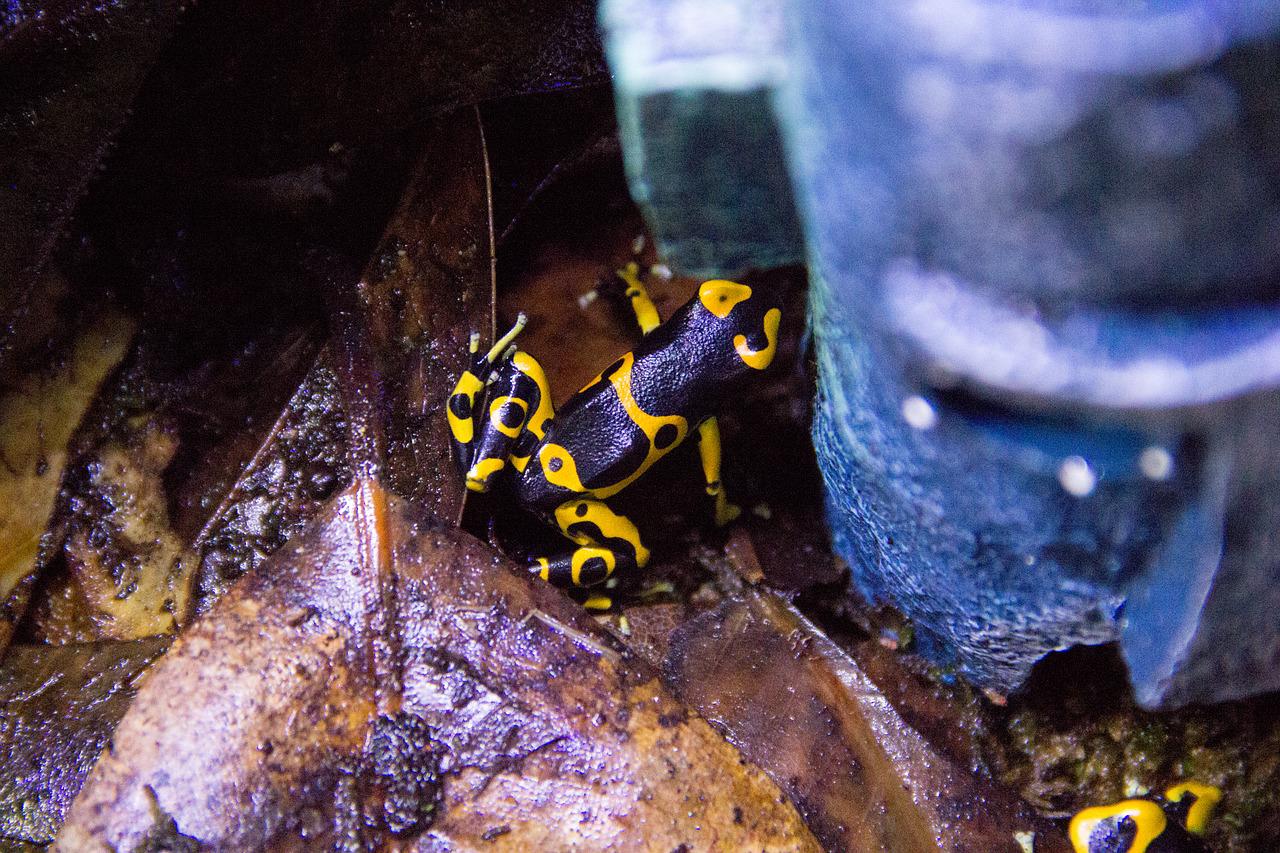 Dendrobates jaunes