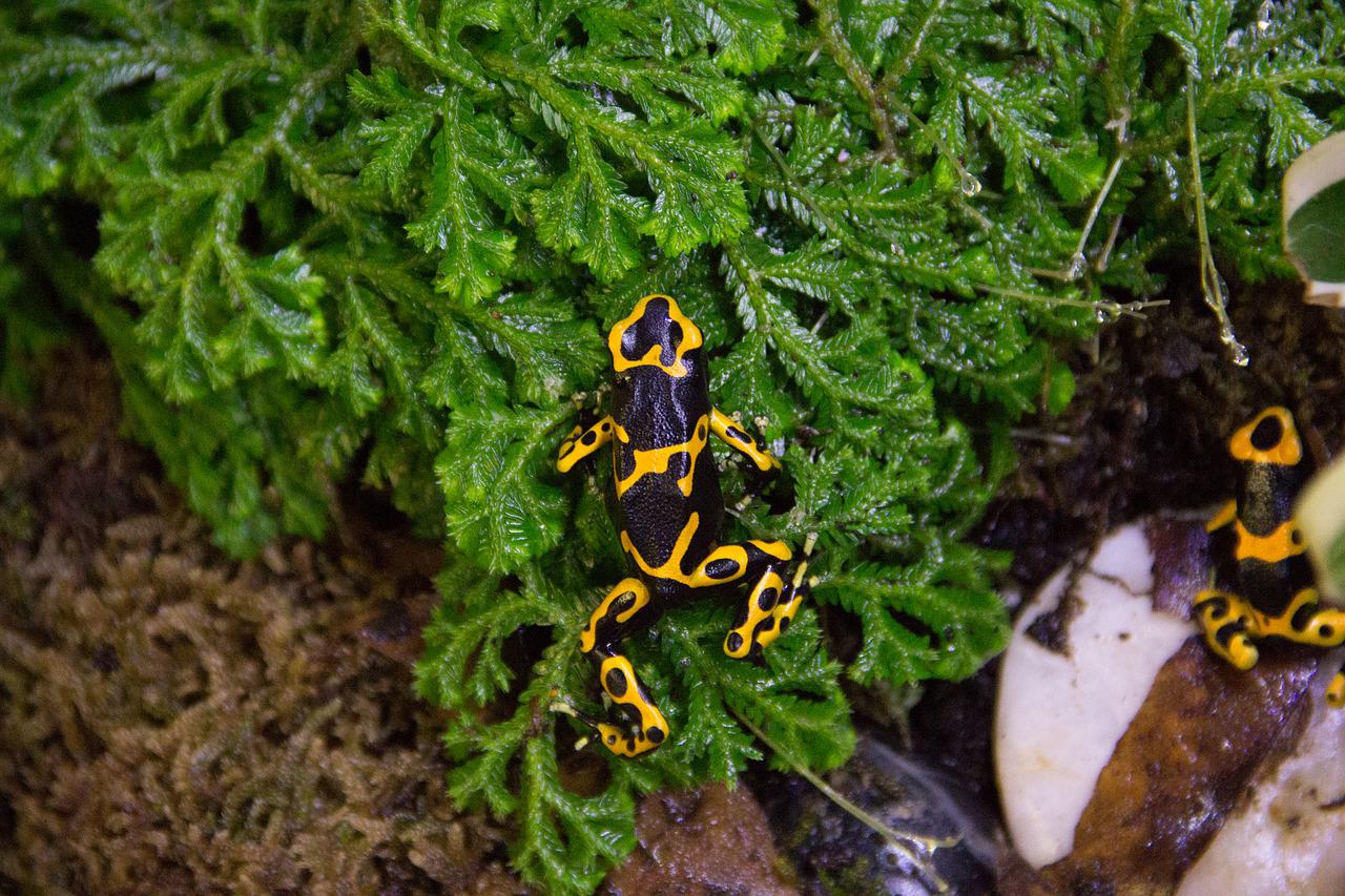 Dendrobates