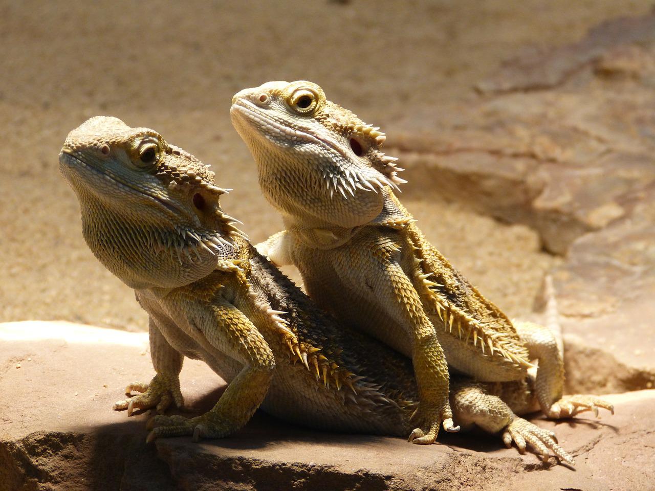 Reproduction pogona
