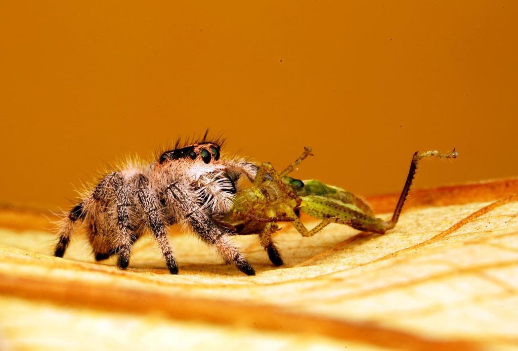 Alimentation Phidippus regius