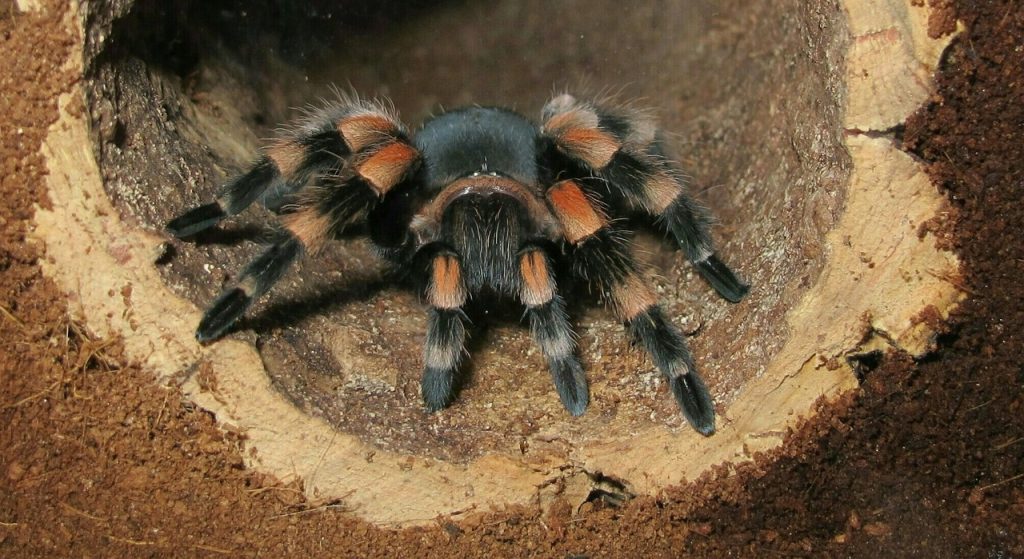 Brachypelma