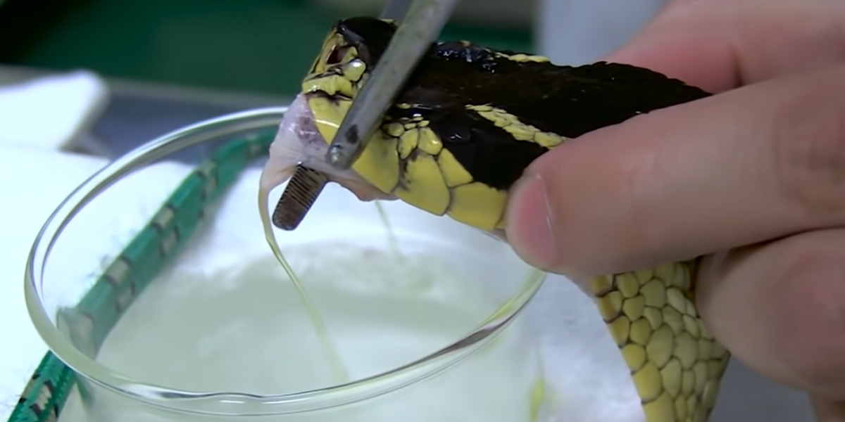 Boire du venin de serpent