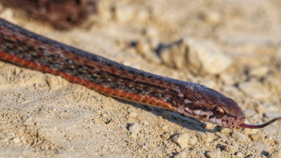 Une nouvelle espèce de serpent découverte en Inde