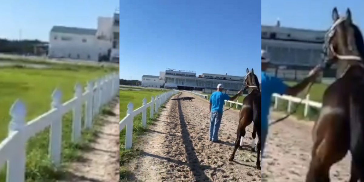 alligator course de chevaux