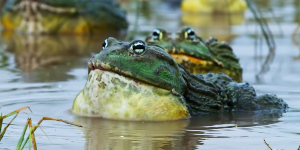 combats de grenouilles taureaux