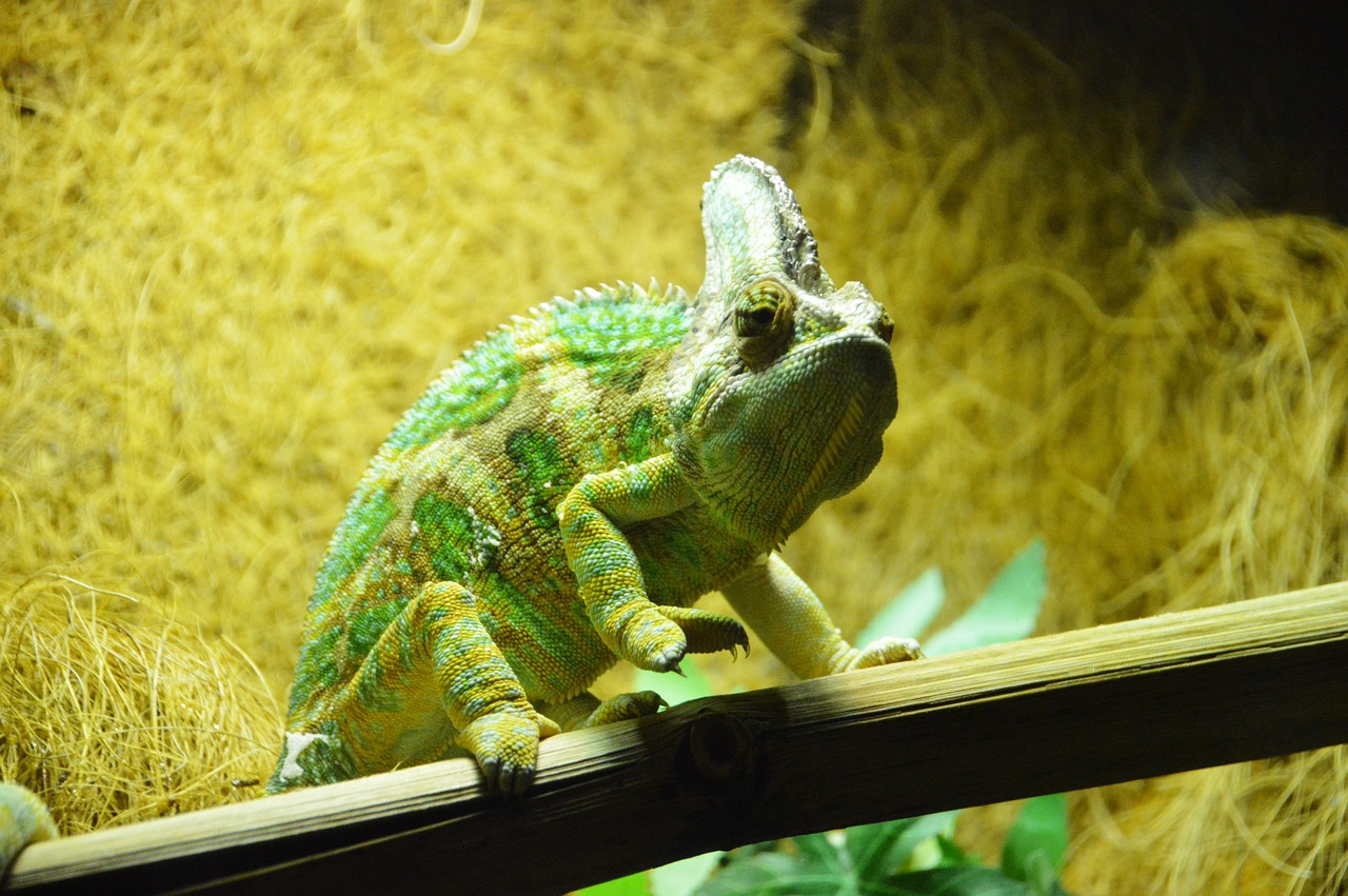 reptiles et canicule