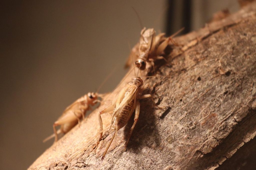 Les grillons (Acheta Domesticus)