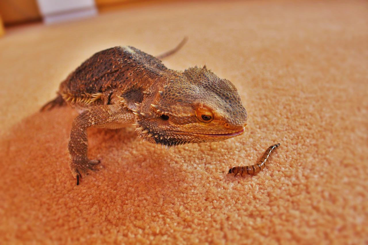 Pogona mange un vers de farine