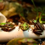 Un plan de conservation des grenouilles vertes et dorées rencontre un franc succès en Australie