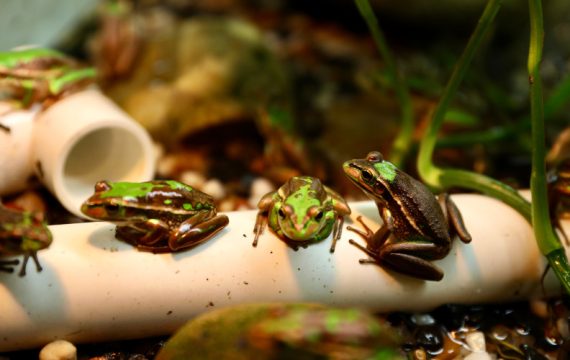 Un plan de conservation des grenouilles vertes et dorées rencontre un franc succès en Australie