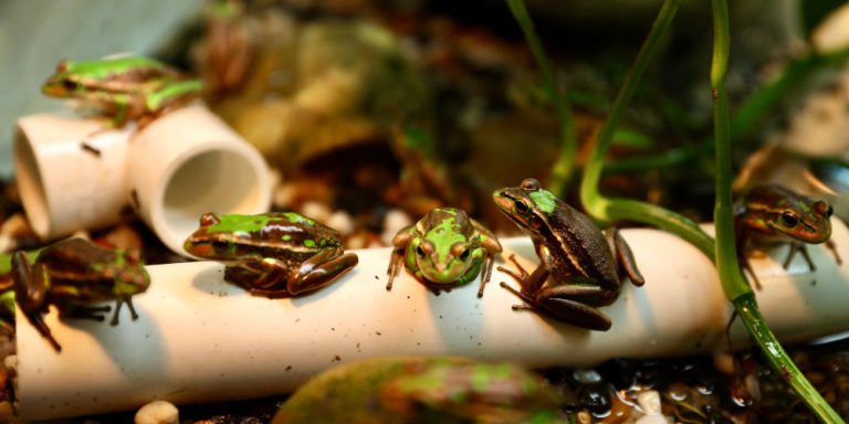 Un plan de conservation des grenouilles vertes et dorées rencontre un franc succès en Australie