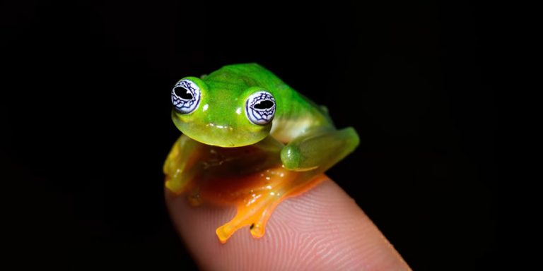 grenouille transparente