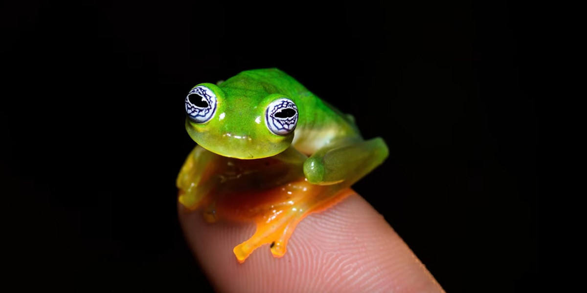 grenouille transparente