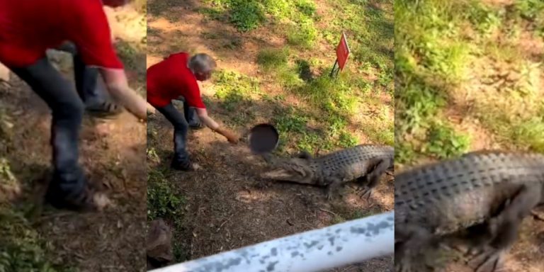 homme repousse crocodile avec une poele