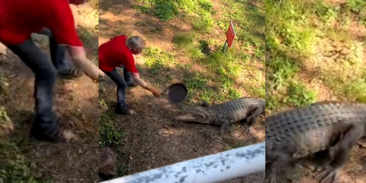 homme repousse crocodile avec une poele