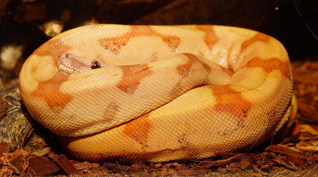 quel substrat pour mon reptile