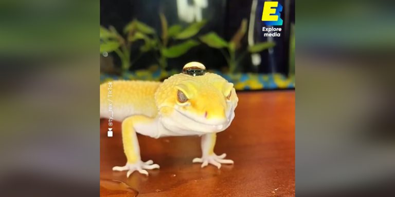 peau du gecko léopard superhydrophobe