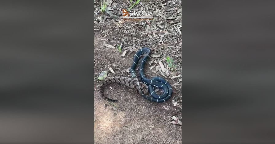 [Vidéo] Un homme filme un serpent roi qui avale un crotale