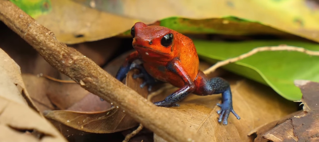 toxicité dendrobate