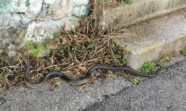 couleuvre à collier