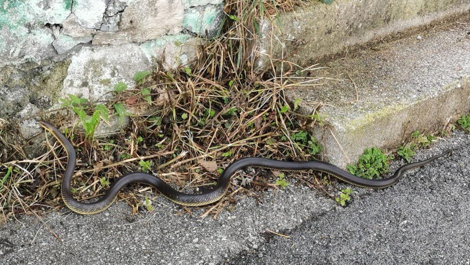 Nièvre : un homme trouve chez lui un serpent de plus d’un mètre en pleine nuit