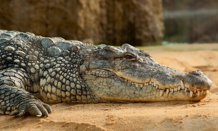 2 crocodiles en Essonne